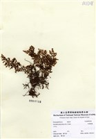 藏品(細葉蕗蕨)的圖片